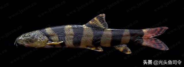 长江名贵鱼前十名，10大凶猛淡水鱼（我国保护的鱼类有87种）