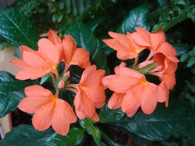 鲜花的花语和花的数目的寓意，鲜花数量的寓意（100种迷人的“数字花”）