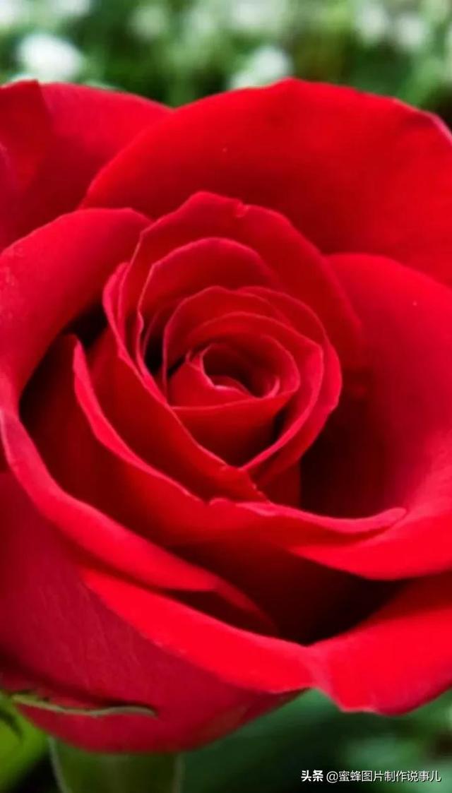 腊梅图片，一花一世界（腊梅图片）