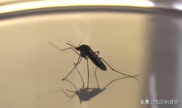 世界上最危险的虫，世界上最恐怖的虫类（世界上最恐怖的5种昆虫你最害怕哪种）