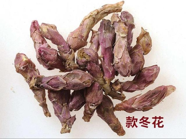 款冬花的功效与作用，蜜款冬花的功效和作用（每天学习一味中药——款冬花）