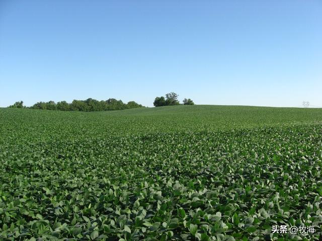 大豆和黄豆一样吗，大豆和黄豆是一个东西吗（泗洪发现的野生大豆）