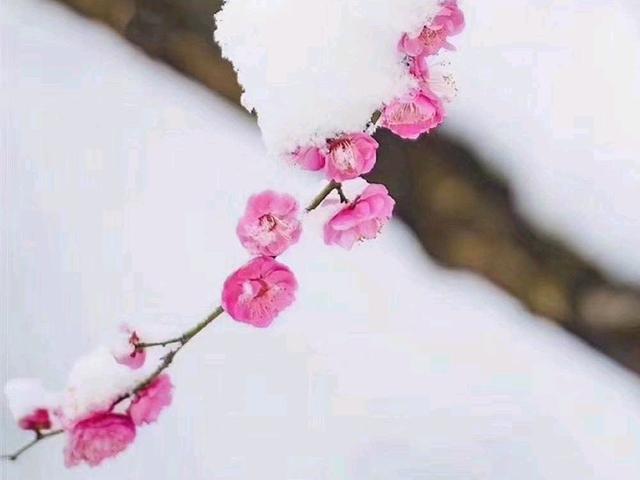 万事胜意搭配下一句是，万事胜意搭配下一句是什么（2023：愿你平安喜乐）