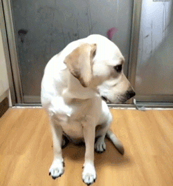拉布拉多犬的价格(拉布拉多价格多少钱一只幼犬)