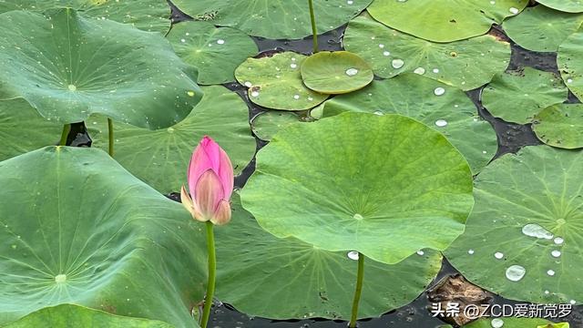 男生叫女生铁子是什么关系，异性称呼我铁子（东北方言的前缀词）