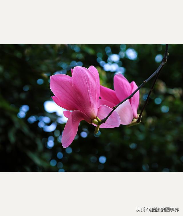 浪漫之花朵，一朵鲜花的浪漫（实拍26张玉兰花的照片图片）