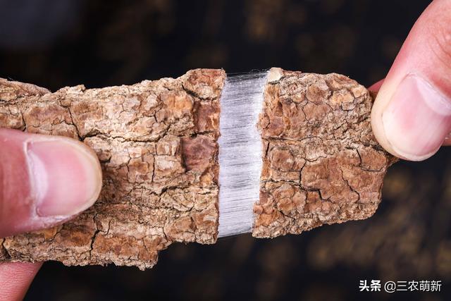 杜仲雄花茶的功效，关于杜仲雄花茶的功效（大量种植后却砍了当柴火烧）