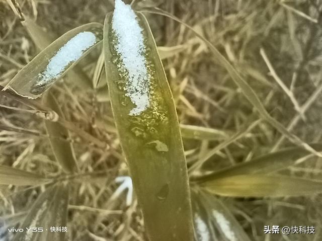 vivoy35是全网通的吗，Y35评测：解锁千元级新体验