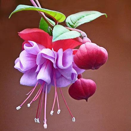 灯花有什么寓意，各种花灯的寓意（吉祥的灯笼花）