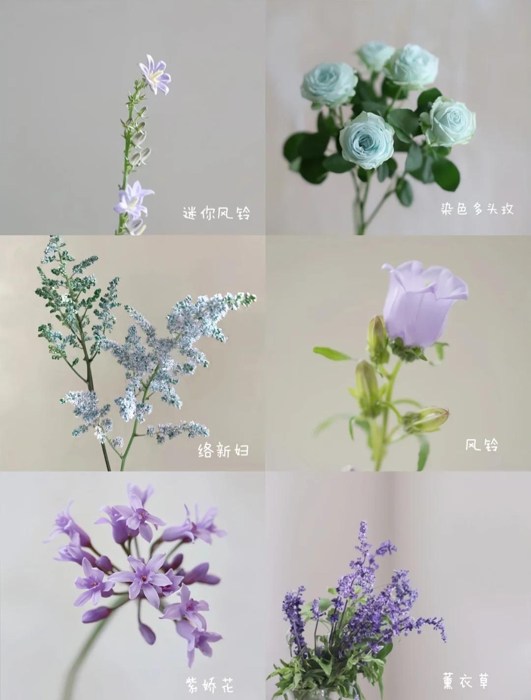 蓝色有多少种颜色分别叫什么，蓝色有几种（48种小众蓝紫色花材）