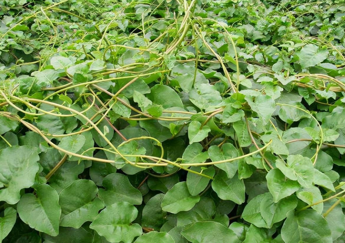 三七有几个品种图片,藤三七靠蹭三七热度走红的入侵植物 - 以定网