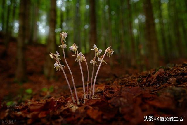 十大最香兰花品种，11种难得一见的名贵兰花