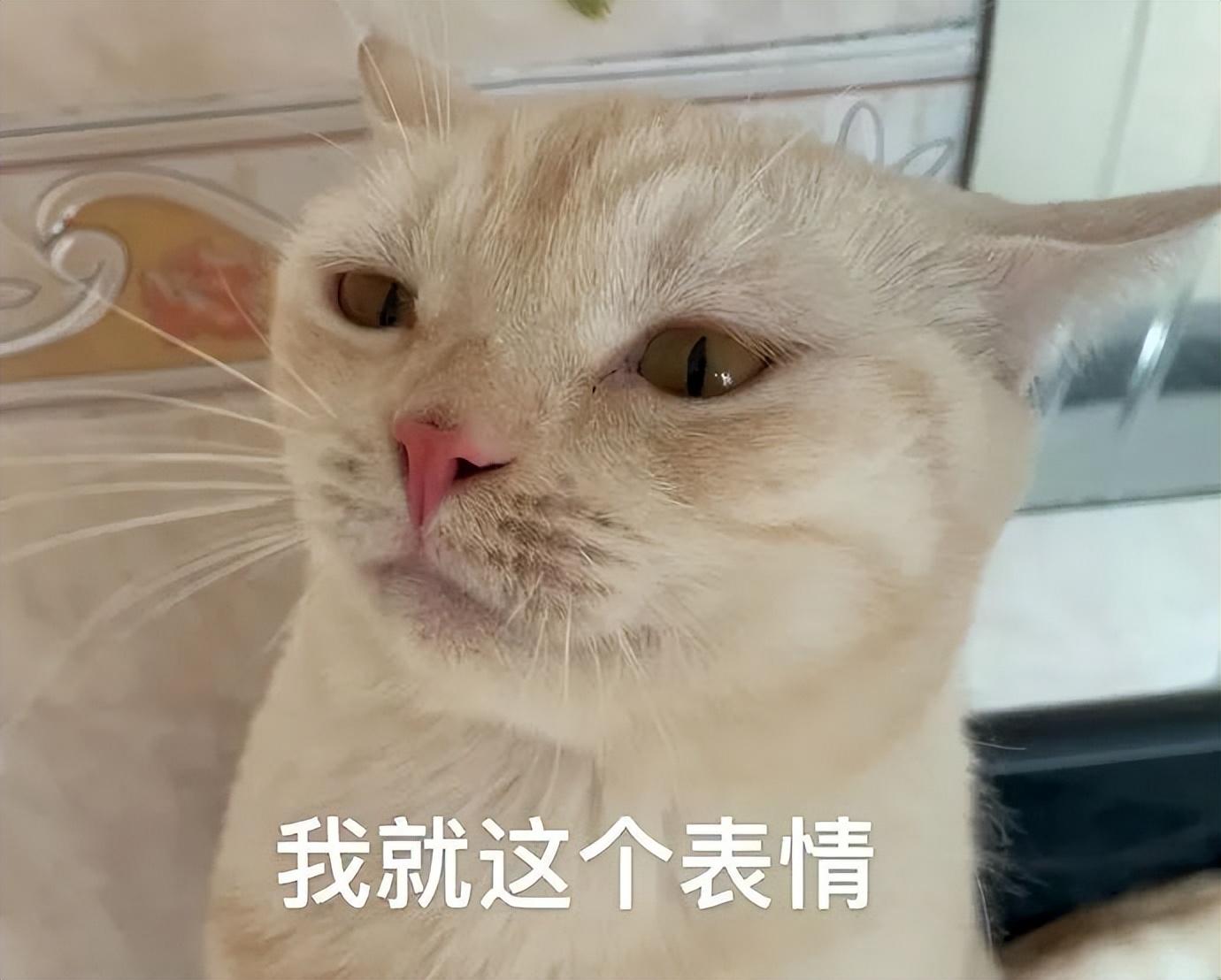 好看的表情包(10000种表情包图片大全)
