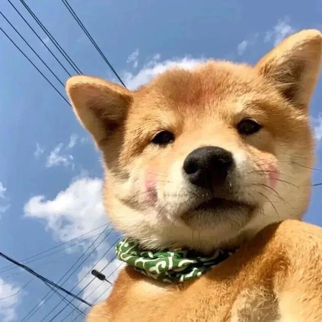 斗图，微信头像，斗图（抖音热门头像）