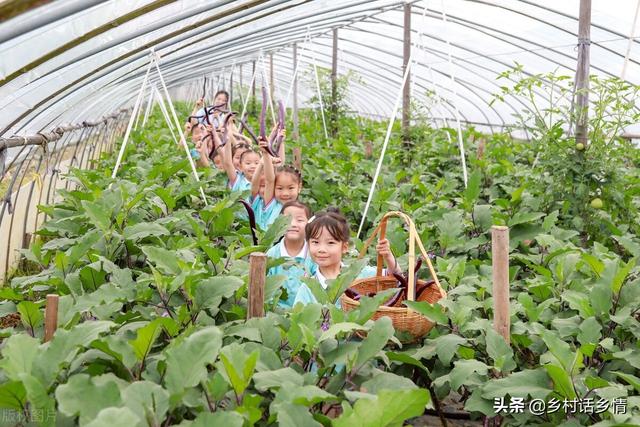 蔬菜施什么肥长得快又好，用什么肥可以让蔬菜长得好（先掌握这些科学的施肥方法）