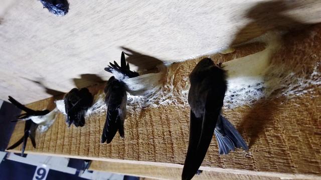 燕窝多少钱一斤，燕窝价格多少一斤（小哥筑屋引燕一个月产5斤燕窝）