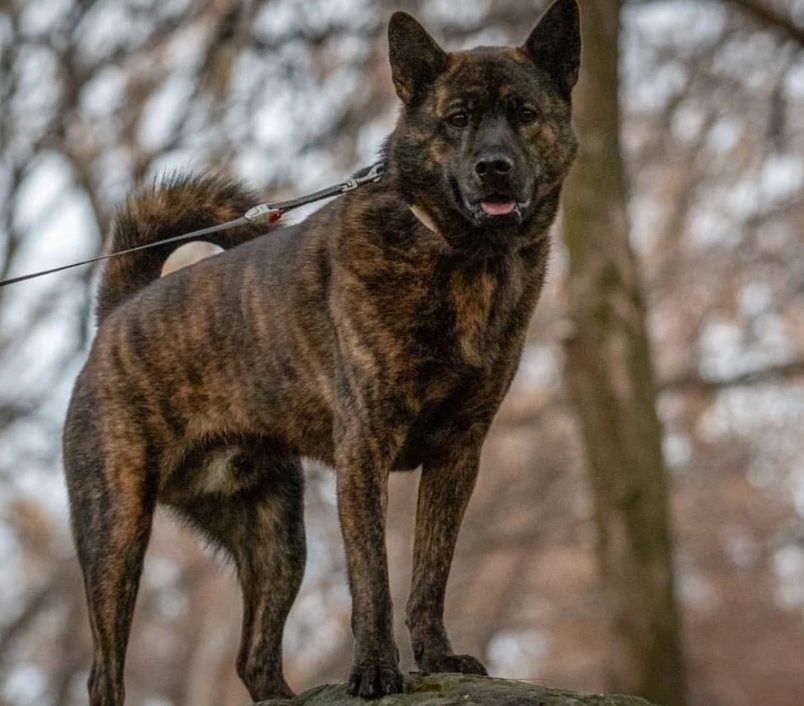 虎斑犬幼犬多少钱一只 虎斑犬为什么不能养