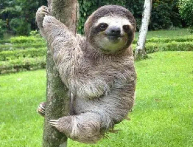 世界上最懒的动物，世界上唯一懒的动物（可7年不吃不喝不运动）