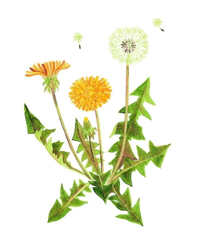 农村常见的花，凌巧分享篇41——这15种生活中常见的野花