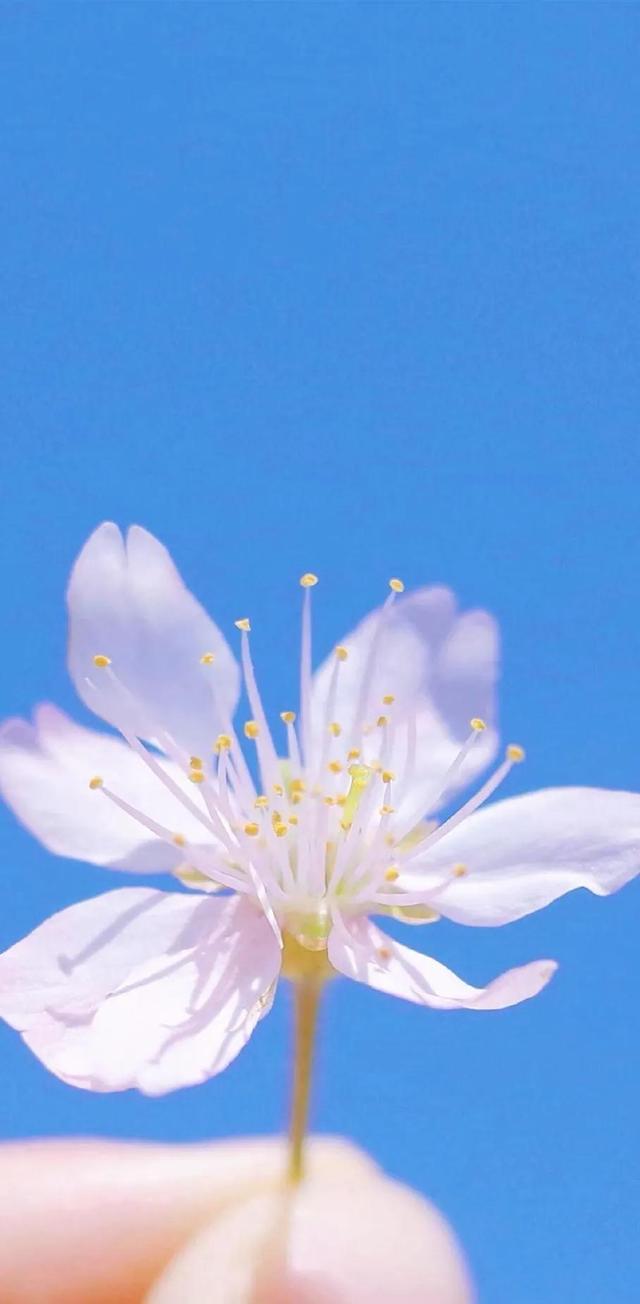 清新唯美的壁纸，小清新唯美手机壁纸