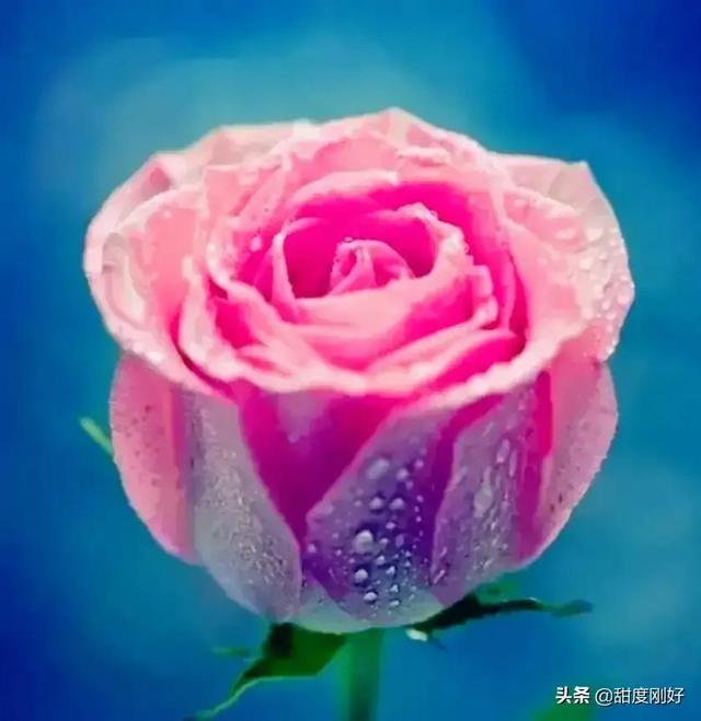 四字词语鲜艳夺目如何怎么样造句子，形容色彩鲜艳绚丽的四字词语（美丽动人的花花）