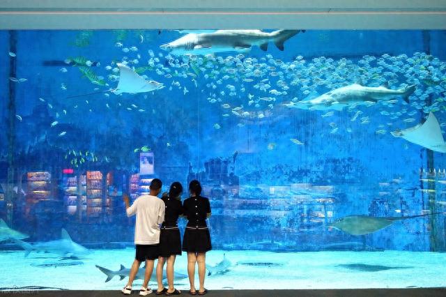夏日遛娃好去处：北京海洋馆，让孩子感受海洋魅力