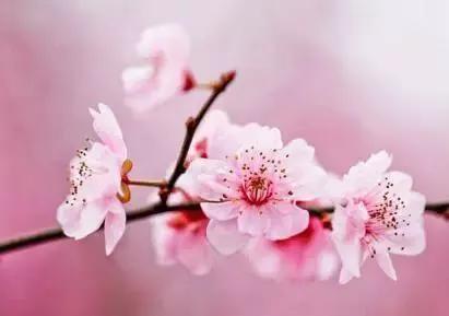 桃花代表什么花语，桃花的花语有哪些（桃花的花语）