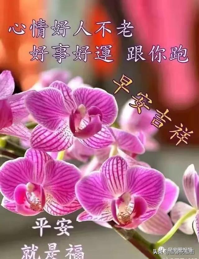 清晨祝福语，清晨祝福语正能量语（漂亮的早上祝福图带问候短语推荐发给朋友的最好祝福）