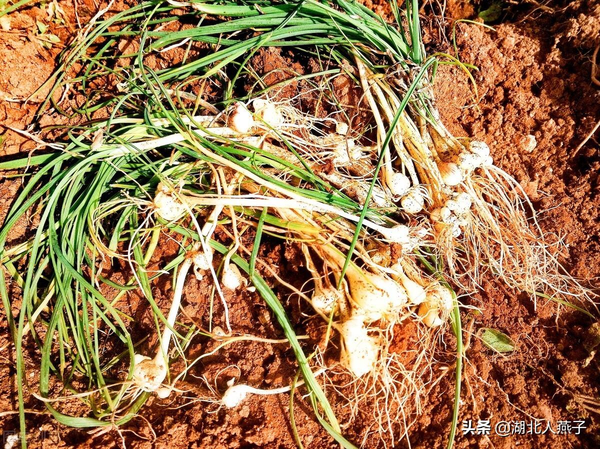 农村常见的二十五种野菜有哪些,各种野菜名称图片大全
