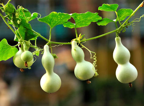 什么是诚信，什么是诚信八年级上册政治（诚信，是一个人高级的自律）