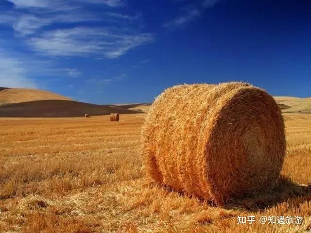 中国四大草原是哪4个，中国四大草原有哪些（风吹草低见牛羊）