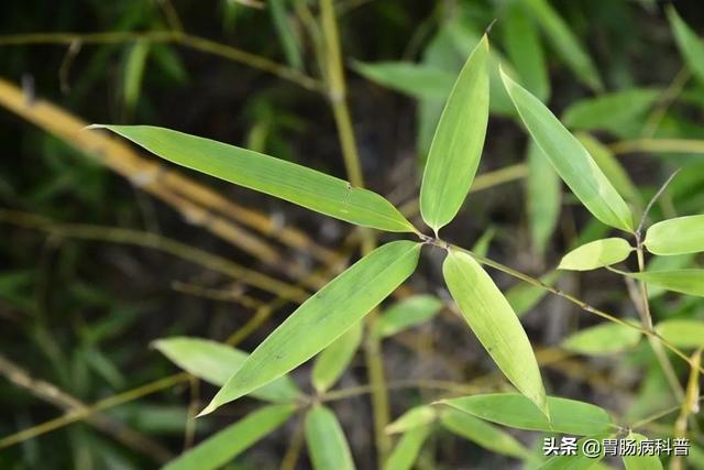 曼陀罗花的图片，曼陀罗花是什么（301味中药材的原植物彩色图谱）