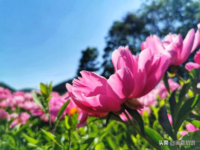 美丽动人是什么意思，美丽动人是形容什么的（邀您领略春末夏初“花相之美”）