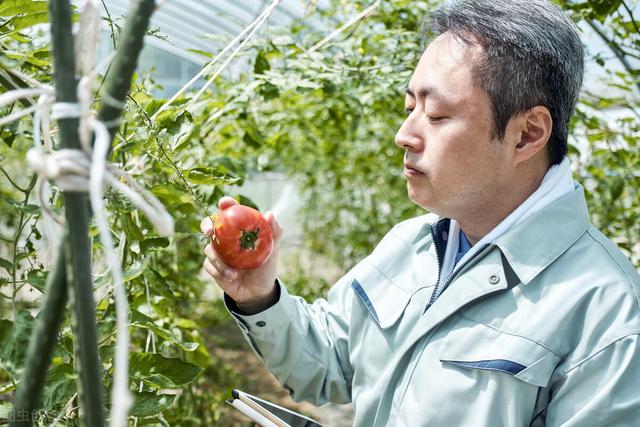 西红柿栽培技术，番茄种植技术是什么（整枝打叶不可少）