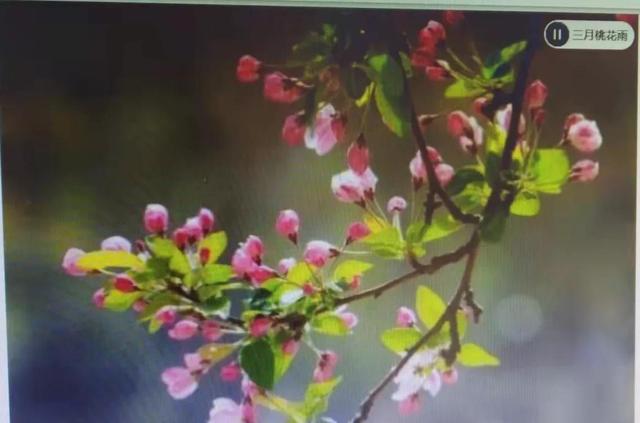 桃花的气味是什么，桃花的气味是什么样的视频（桃花喜迎百花放）