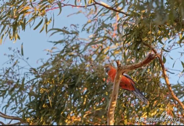 蓝桉青鹧网名，蓝桉青鹧微信昵称（蓝桉，我的温柔只给你一人）