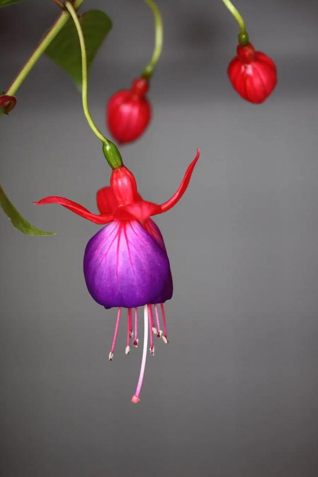 灯花有什么寓意，各种花灯的寓意（吉祥的灯笼花）