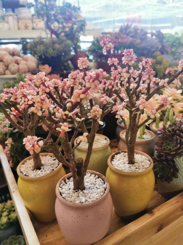 昆明一日游最佳景点一览表，昆明32个最适合一日游的免费景点（四季如春的昆明很适合旅游）