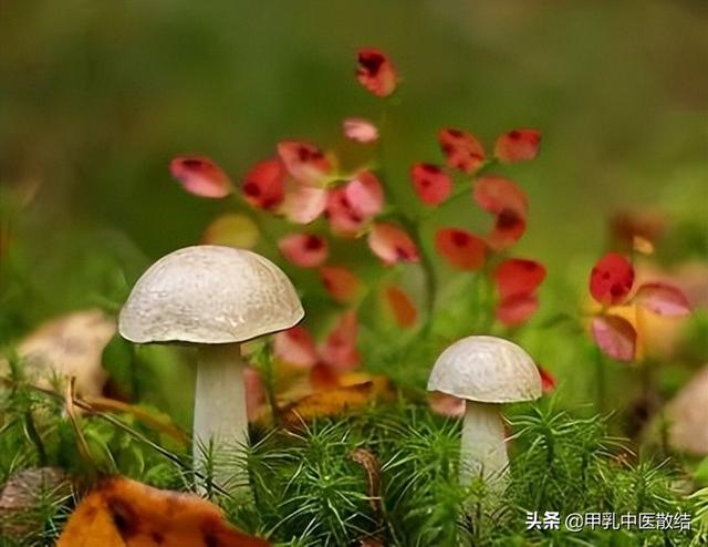 喉咙结节怎么办，喉咙结节吃什么药最好（送你“天然散结法”、常做3招）