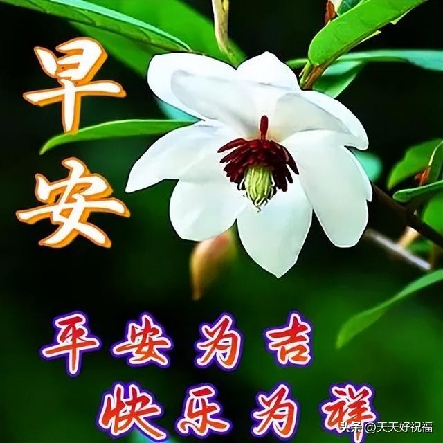 美好祝愿的图片，美好祝愿的文艺句子图片文字（2023最美早安问候祝福语图片大全带字温馨）