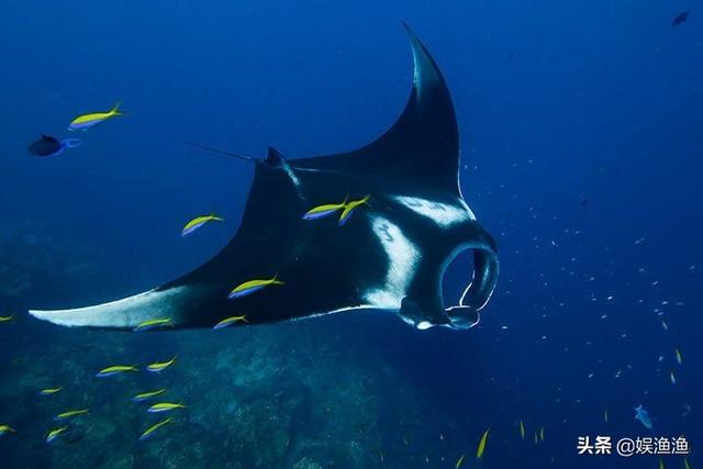 目前海洋最大的生物，最大的海洋生物有哪些（海洋中体型最大的）