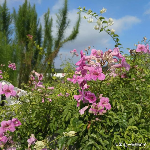 凌霄花花语，凌霄花花语偶然发现的一天（代表慈母之爱的非洲凌霄）