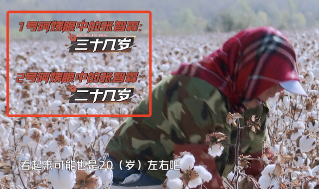 新疆摘棉花是什么梗，张智霖戴头巾摘棉花被阿姨误认为20多岁