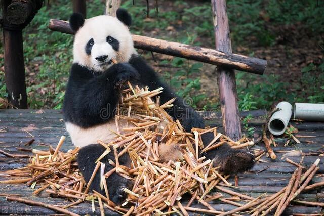 熊猫冬眠吗为什么，熊猫冬眠吗为什么会死（大熊猫是冬眠的动物吗）