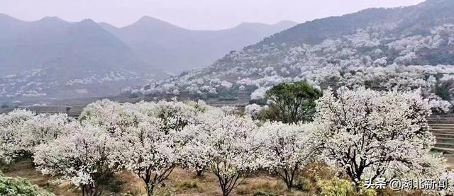 武汉市花是什么，武汉什么花是市花（三月的湖北全是花花花花花花）