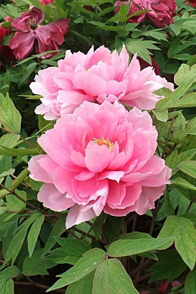 牡丹花的寓意和花语,牡丹花的花语和寓意是什么(牡丹花寓意,花语)