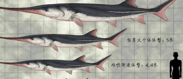 长江最长的支流，长江最大的支流（为什么说它可怕）