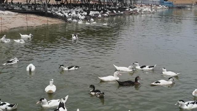 正规的养鸭合作公司，养鸭子赚钱吗（新手养鸭必读）