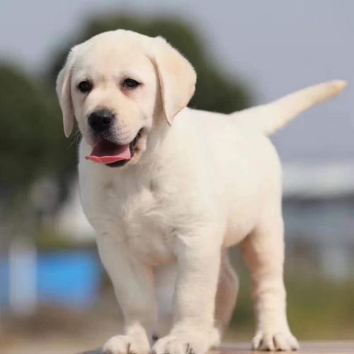 十大新手最好养的狗狗，最适合新手养的狗狗十大排行榜（最适合新手养的6种狗狗）