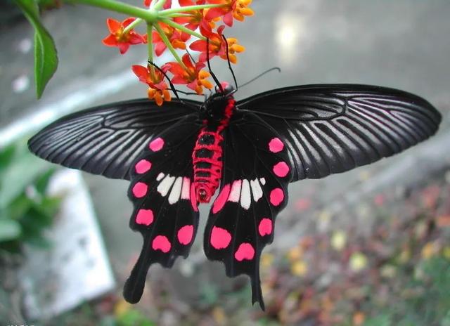蝴蝶最美的品种图片